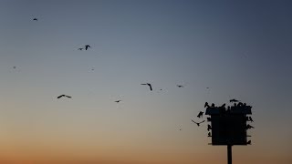 Giant gathering of purple martins prompts speed warning at Croatan Sound [upl. by Elyod325]