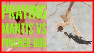 Baby Praying Mantis vs Pincher Bug [upl. by Ablasor]