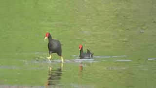 Common Gallinule moorhen Birds of Grenada [upl. by Eciuqram]