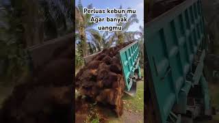 Bongkar pupuk tangkos shortvideo shorts short [upl. by Brew445]