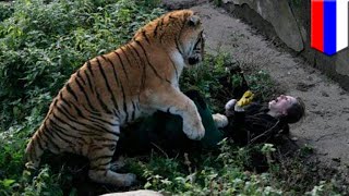 Pegawai kebun biantang diserang harimau untung diselamatkan pengunjung  TomoNews [upl. by Ezra146]