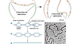 la différence entre la réplication che les procaryotes et les eucaryotes [upl. by Aber]