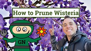 How to prune a wisteria Ultimate beginner winter amp summer wisteria pruning guide [upl. by Eilah]