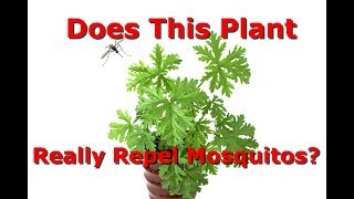 Which Is The Real Citronella Plant Does It Repel Mosquitos [upl. by Gautious815]