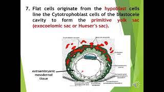 5th lec Bilaminar amp Trilaminar germ [upl. by Einnek]