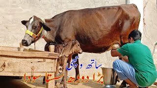 frizen jarsi cross cow milk 18 kg 03014865352 youtube 231024 [upl. by Trace780]