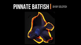 Pinnate Batfish  Platax pinnatus  Marine Aquarium Fish [upl. by Canning]