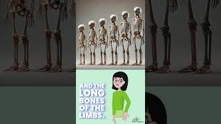 Fact about Human Bones [upl. by Dong]