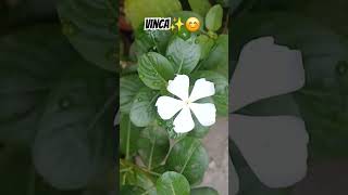 All season vinca Blooming music bollywood song [upl. by Nahtnaoj682]