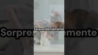 La sorprendente razón detrás de los maullidos de tu gato [upl. by Olimpia929]