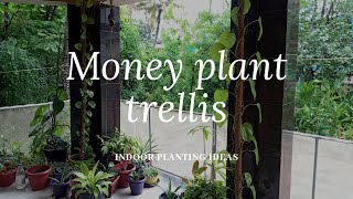 Money plant trellis DIY Indoor plant decoration ideas [upl. by Okime]