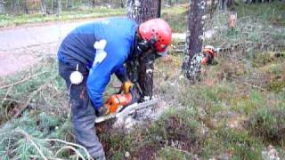 Felling Lodge Pole Pine in Morayshire [upl. by Neltiac]