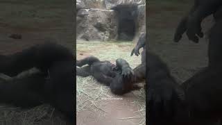 Play time Baby gorilla gets tickled by mom at Fort Worth Zoo [upl. by Hoag]