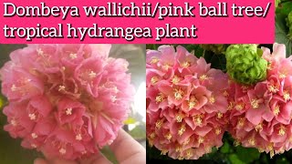 Dombeya plant care How to grow and care Dombeya wallichiipink ball treetropical hydrangea plant [upl. by Willock940]