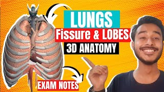 Lungs fissure and lobes anatomy  Mediastinal surface of lungs anatomy [upl. by Sirac]