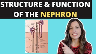 Structure of the NEPHRON Alevel Biology Ultrafiltration and selective reabsorption in the kidney [upl. by Imray]