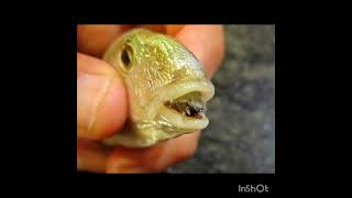 Cymothoa exigua parasite in fish [upl. by Anaahs550]