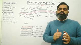 Phylum Nematoda Urdu Hindi medium profmasoodfuzail Round worms  Nematodes  Amphids [upl. by Theda195]