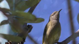 Brown Honeyeater 10 [upl. by Cardinal]