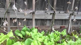 Aphids Attacking Our Lettuces [upl. by Atsyrk]