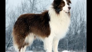 Border Collie Tribute [upl. by Lsil]