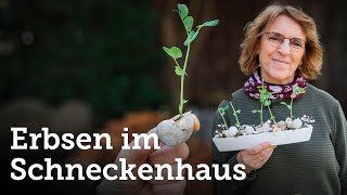 DIY Erbsengrün gezogen in einem leeren Schneckenhaus  geniale essbare Osterdeko 🌱 [upl. by Halak330]