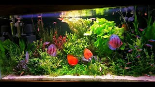 180 Gallon Discus Planted Aquarium Setup  Beautiful Discus Tank Mates [upl. by Ted]