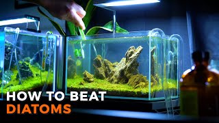 Aquarium Brown Algae  How to Beat Diatoms [upl. by Clorinda824]