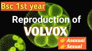 Reproduction in Volvox  bsc 1st year bsc botany [upl. by Analem]