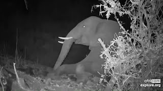 Elephant climbs back to the path Olifants River Oct 30 2024 1020 PM SAST exploreorg [upl. by Ajet]