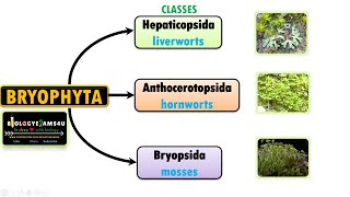 Classification of Bryophytes Characteristics of Liverworts Hornworts and Mosses [upl. by Eimar]