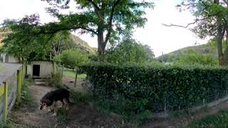 Standing Near Dog  Fear of Dogs Cynophobia  Medium anxiety  VR clip 360 video [upl. by Yenittirb]