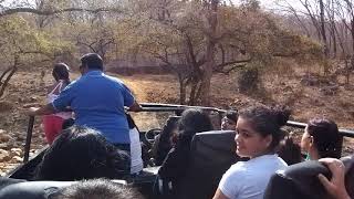 Jungle Safari Sariska Tiger Reserve Alwar Rajasthan India Anil Jain ajmer [upl. by Moira]