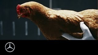 MercedesBenz “Chicken” MAGIC BODY CONTROL TV commercial [upl. by Tami]