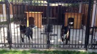 American Akita pups 8 months old [upl. by Reklaw]