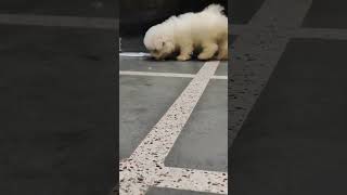 BICHON FRISE KENNEL  BICHON FRISE PUPPY  BICHON FRISE DOG PRICE bichonfrisé puppy [upl. by Mcadams178]