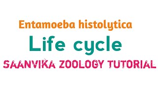 Entamoeba histolyticalifecycle [upl. by Ursa]