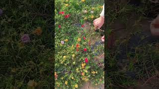 Technique pick portulaca flowers for planting in pot shortvideo portulaca gardenflower shorts [upl. by Letsyrc404]