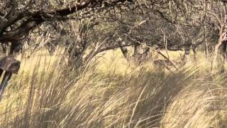 Detail Company Adventures  Poitahue Hunting Ranch  Red Stag Hunting in La Pampa Argentina [upl. by Ru]