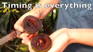 Chocolate Pudding Tree  Timing is everything  Black Sapote Fruit [upl. by Eachelle]