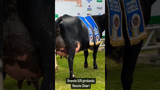 GRANDE CAMPEÃ GIROLANDO 58 EXPO RIO PRETO ganaderias fazenda girleiteiro vaca girolandobrasil [upl. by Alrahc]