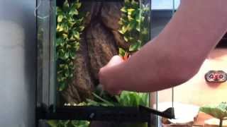 Grey Tree Frog Care and Cage Setup [upl. by Nnyled116]