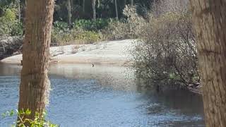 Beautiful Woods Sandy Path After Hurricane Milton Econlockhatchee in Little Big Econ State Forest [upl. by Buke77]