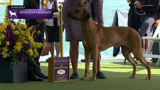 Rhodesian Ridgebacks  Breed Judging 2023 [upl. by Heisel226]