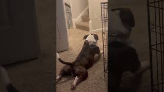 Allergy season for Rocco😂😂 shorts viralvideo funnydogs [upl. by Eisserc27]