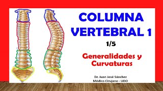 🥇 COLUMNA VERTEBRAL 15  Generalidades Curvaturas Fácil y Sencillo [upl. by Fitzhugh742]