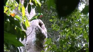 Greatbilled Parrot [upl. by Anieral]