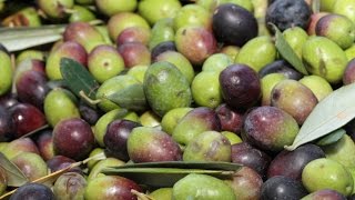 O trabalho dos empreendedores no cultivo das oliveiras  Programa Terra Sul [upl. by Marteena]