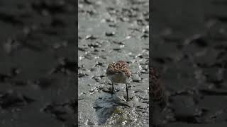 Semipalmated Plover shorts birds bird beach beac [upl. by Ydieh377]