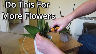 How to get your Phalaenopsis orchids to flower again [upl. by Byrd116]